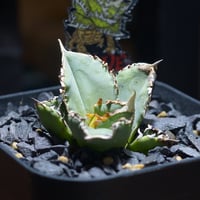 強棘選抜】アガベチタノタ ブラック&ブルー 鉢付き（bb-08） | アガベ