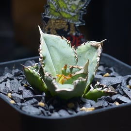 台湾人気ナーセリー株 発売 | アガベ専門店 モンスターハウス