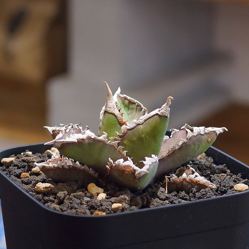 Akira Norita アガベ　チタノタ　狼人 アガベ チタノタ 狼人 RN-03 | アガベ専門店 モンスターハウス