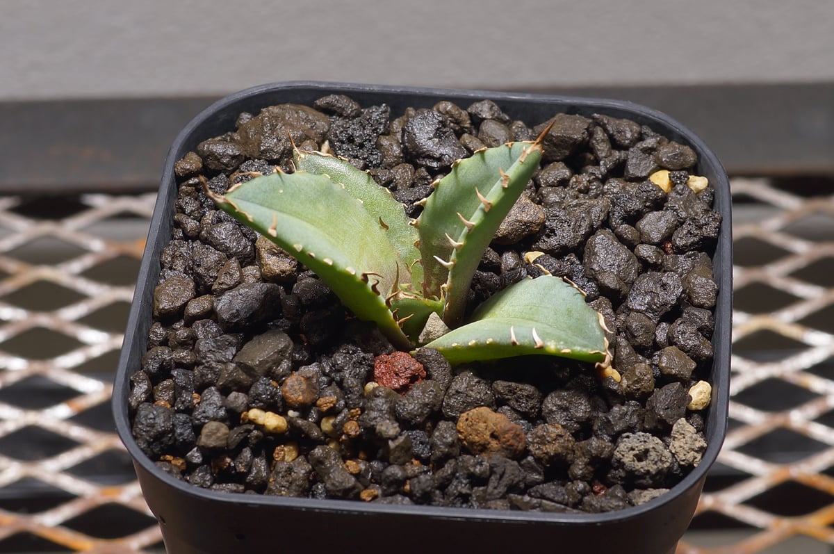 アガベ チタノタ 龍牙 / RG-01 | アガベ専門店 モンスターハウス