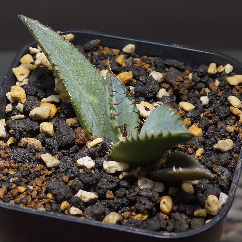 アガベ チタノタ 黒犀牛 活着済み【親株のみ・大株・強鋸歯】 アガベ チタノタ 黒犀牛 活着済み【親株のみ・大株・強鋸歯】