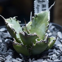 アガベ チタノタ ブラックアンドブルー/胴切り天部分 bb-21 | アガベ