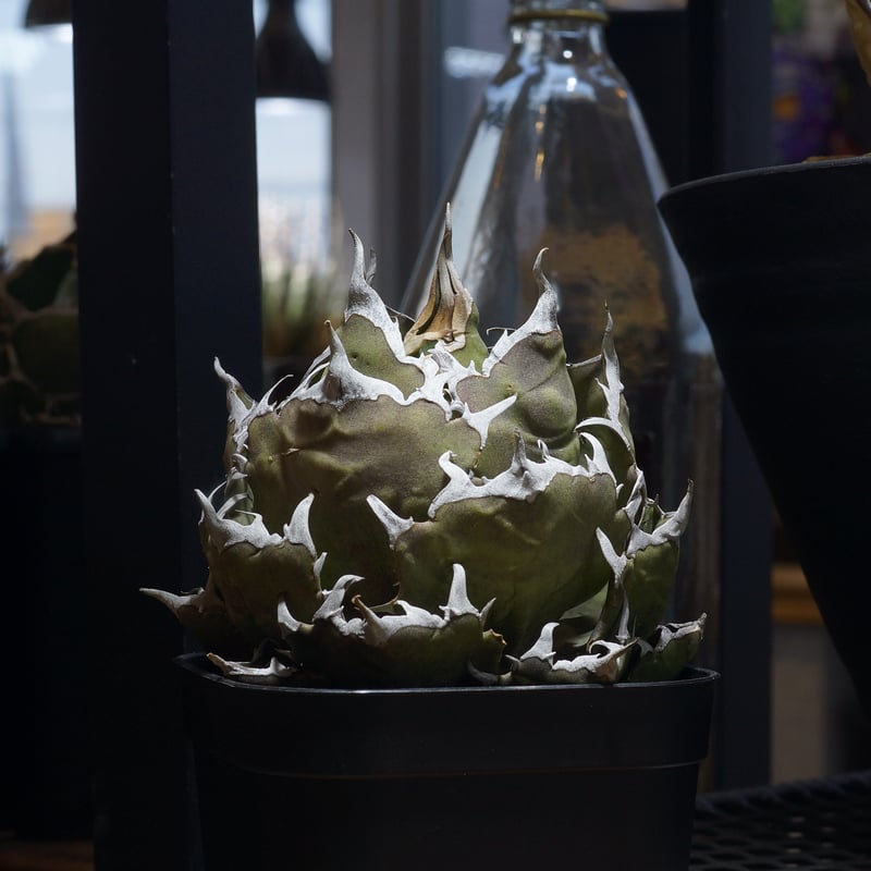 アガベ チタノタ 鬼爪 / OT-02 | アガベ専門店 モンスターハウス