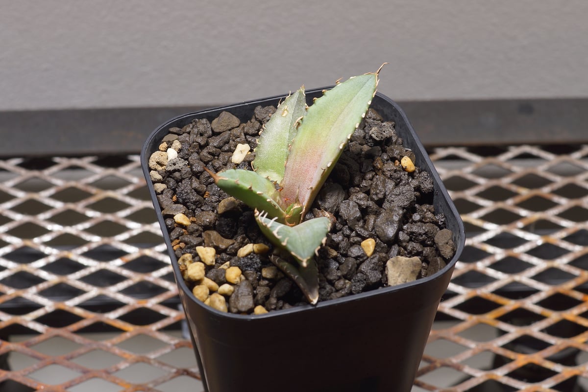 アガベ チタノタ 龍牙 / RG-02 | アガベ専門店 モンスターハウス