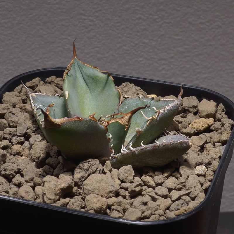 アガベ チタノタ 黒豹/子株 BP-03 | アガベ専門店 モンスターハウス