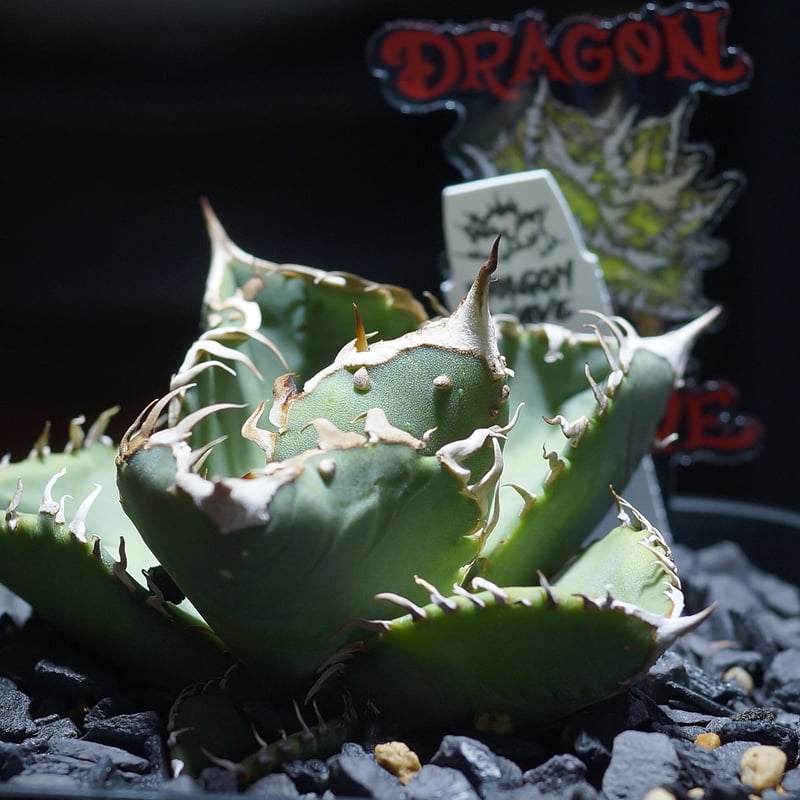 アガベ チタノタ Dennis 018/ Dragon Agave産 D018-01 | ア