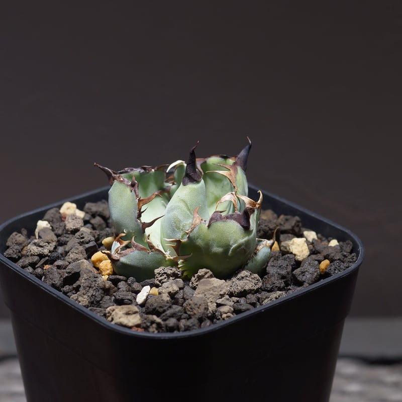 アガベ チタノタ ブラックアンドブルー/bb-26 | アガベ専門店