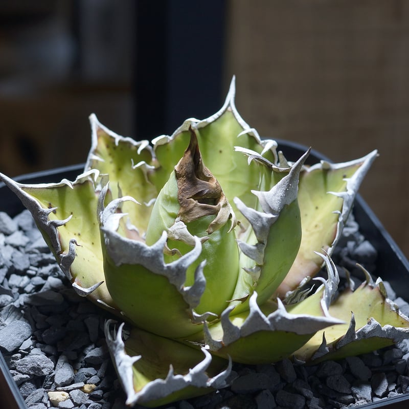 アガベ チタノタ レッドキャットウィーズル / 赤猫 RC-09 | アガベ専門