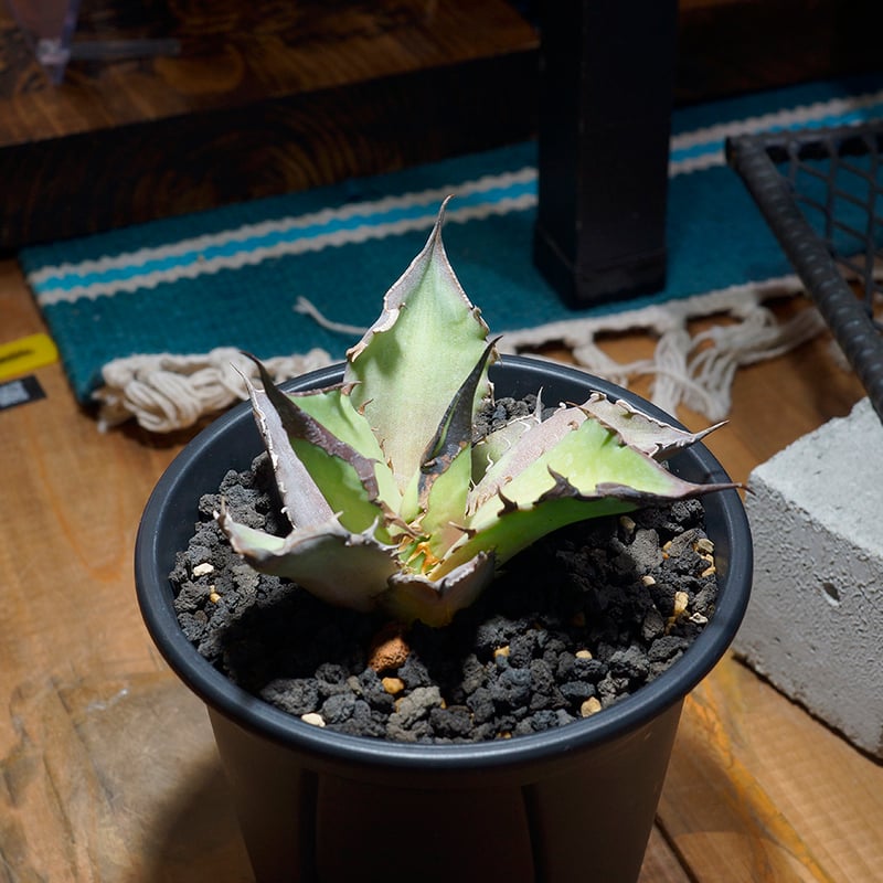 アガベ チタノタ Dennis 040 キングアーサー/ Dragon Agave産 D04