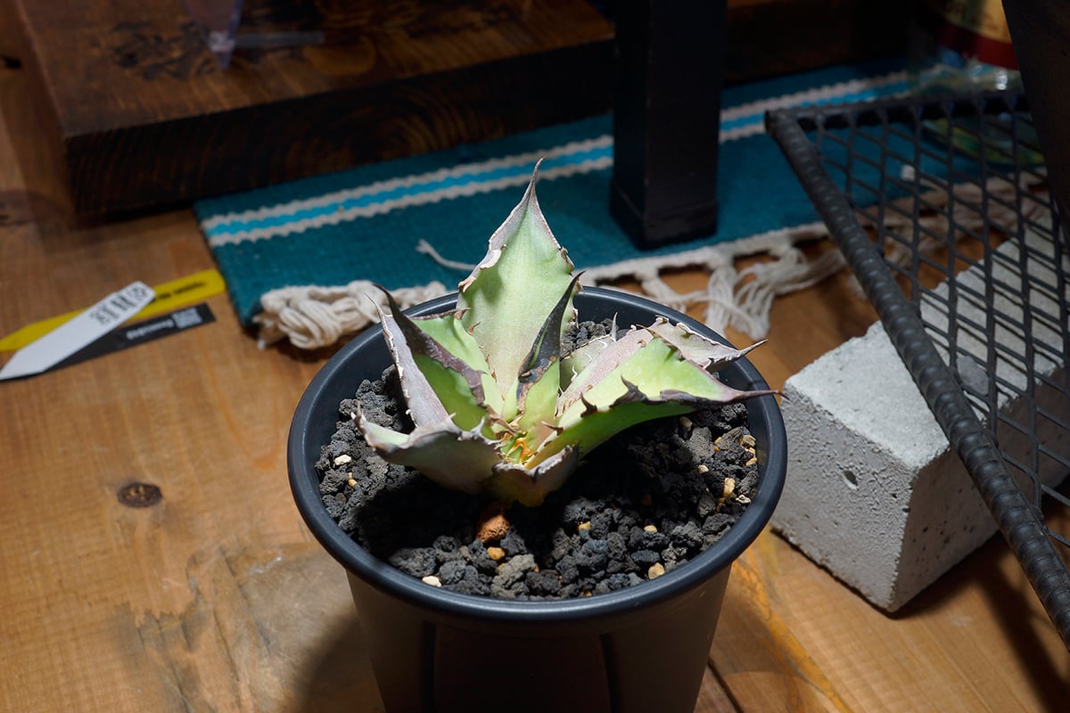 アガベ チタノタ Dennis 040 キングアーサー/ Dragon Agave産 D04