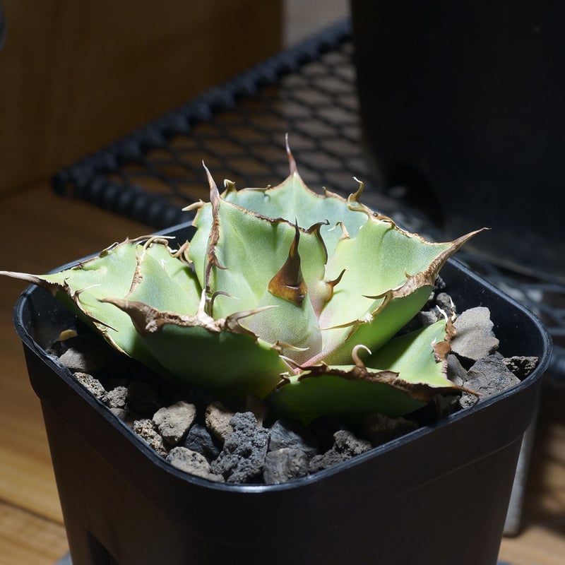 アガベ　チタノタ　黒豹　優良血統　親株 アガベ・チタノタ 黒豹（小株）-025｜agave titanota black