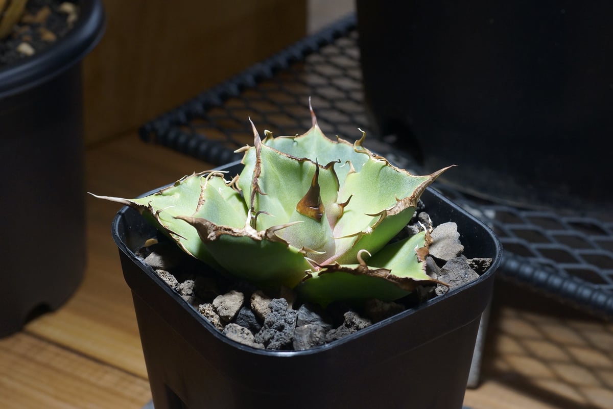 アガベ チタノタ 黒豹/子株 BP-08 | アガベ専門店 モンスターハウス