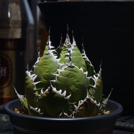 アイテム | アガベ専門店 モンスターハウス