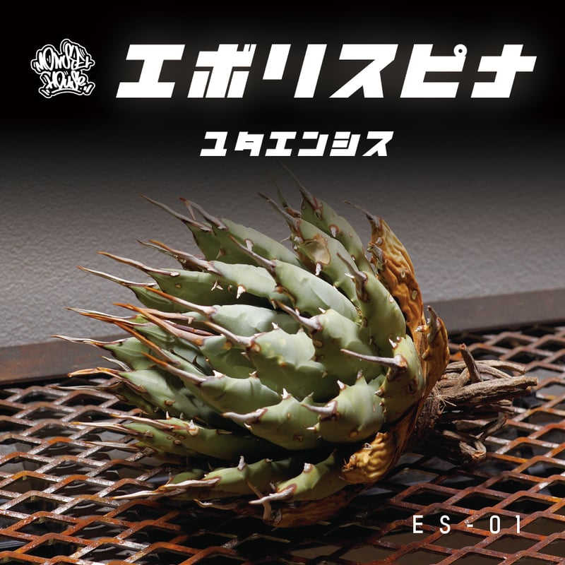 アガベ ユタエンシス エボリスピナ / ES-01【1月4日発根済