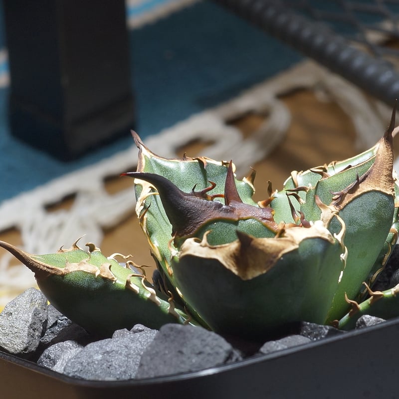 期間限定価格 アガベ チタノタ 緑犀牛 希少 アガベ チタノタ 緑犀牛 | hanayoshi-botanical