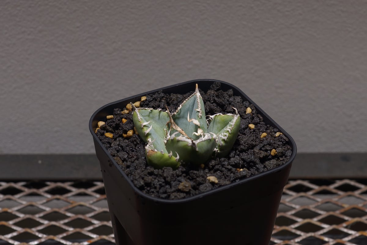 アガベ チタノタ 南アフリカダイヤモンド / SAD-04 | アガベ専門店