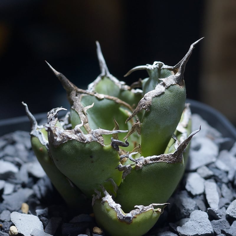アガベ 黒犀牛 アガベ・チタノタ 黒犀牛（芽）-037｜agave titanota black