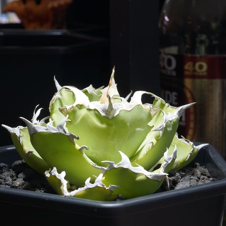 アイテム | アガベ専門店 モンスターハウス