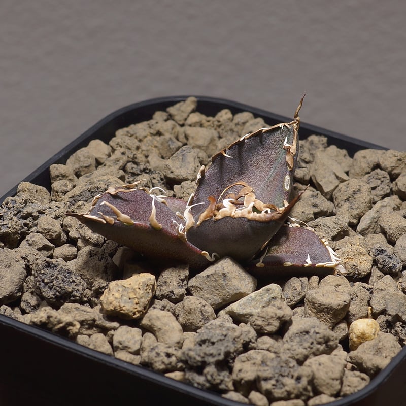 アガベ　シーザー　NO,4 アガベ・チタノタ「シーザー」（凱撒）の成長記録＆育て方（更新中