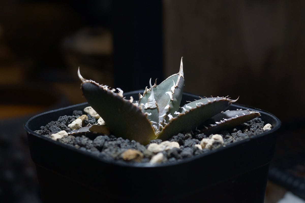 アガベ チタノタ 緑幽霊 / GG-06 | アガベ専門店 モンスターハウス