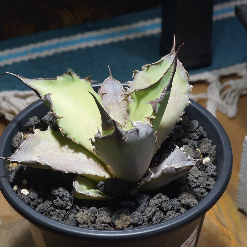 アガベ チタノタ Dennis 040 キングアーサー/ Dragon Agave産 D04