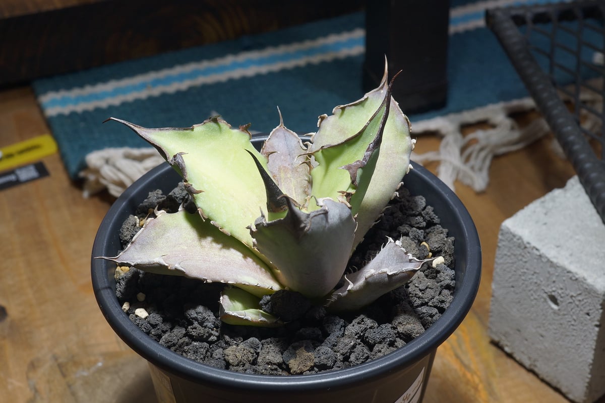 アガベ チタノタ Dennis 040 キングアーサー/ Dragon Agave産 D04