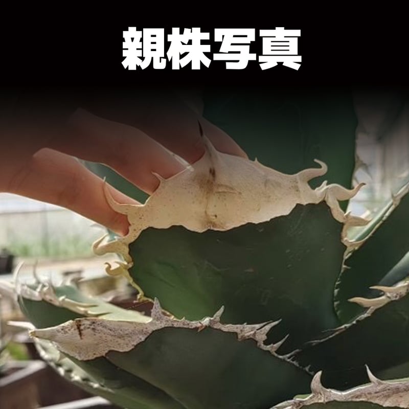 アガベ チタノタ 大白鯊 / WS-02 | アガベ専門店 モンスターハウス