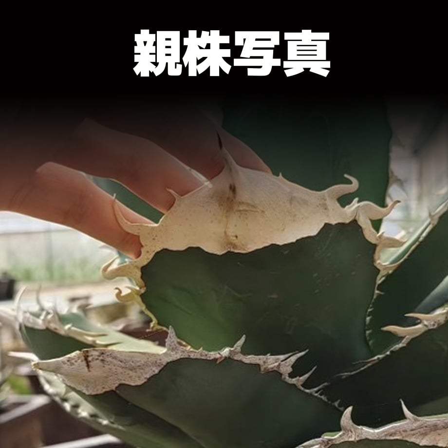 アガベ チタノタ 大白鯊 / WS-01 | アガベ専門店 モンスターハウス