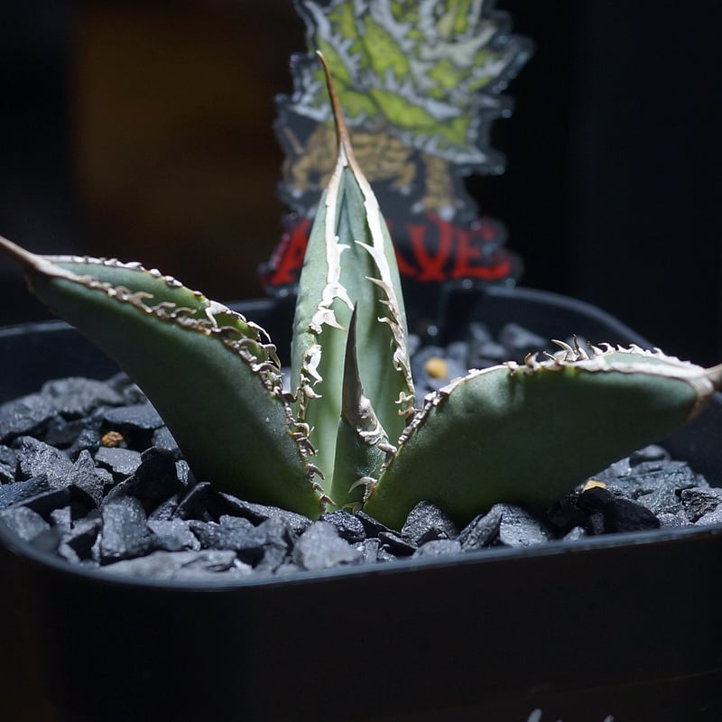 アガベ チタノタ X犀牛/ Dragon Agave産 xr-02 | アガベ専門店 モンス