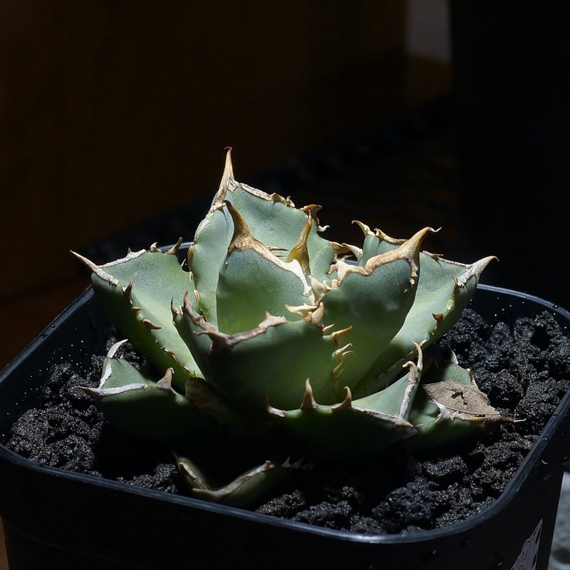 アガベ チタノタ 皇帝/EP-02 | アガベ専門店 モンスターハウス