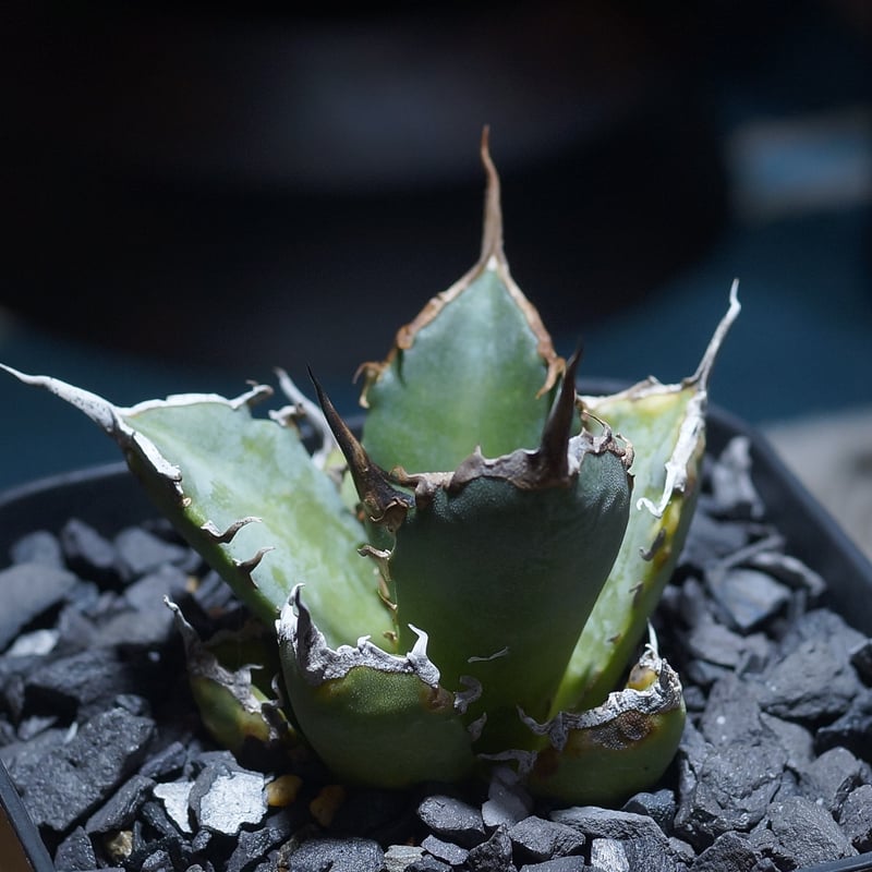 アガベ チタノタ 黒犀牛/ Berlin産 BLR-04 | アガベ専門店 モンスター