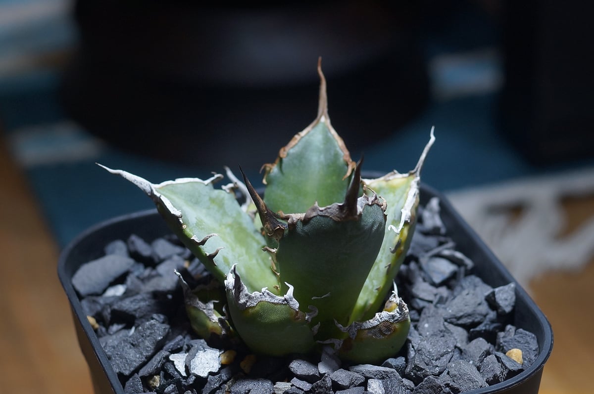 アガベ・チタノタ”Berlin毒蛇” アガベ チタノタ 黒犀牛/ Berlin産 BLR-04 | アガベ専門店 モンスター