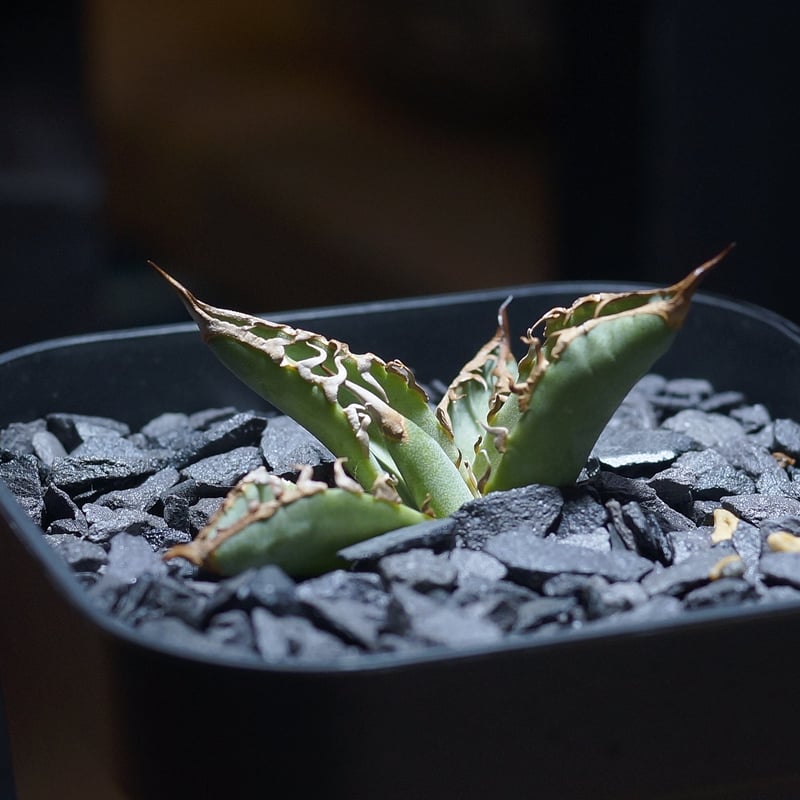 アガベ　チタノタ　毒刺G 子株　毒刺 アガベ チタノタ 毒刺GT/ 毒刺産 dgt-01 | アガベ専門店