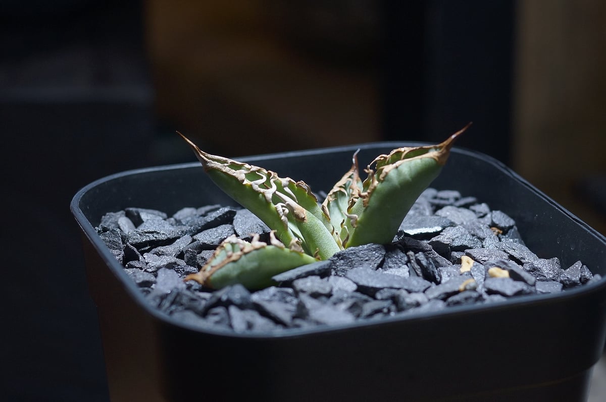 アガベ チタノタ 毒刺GT/ 毒刺産 dgt-01 | アガベ専門店 モンスターハウス