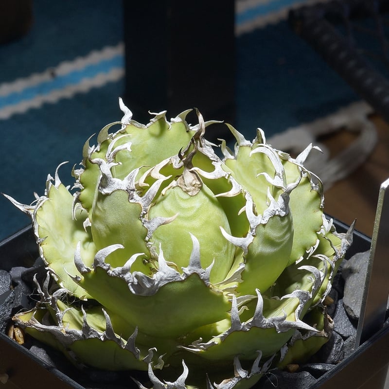 アガベ チタノタ フィリグリー /fg-05 | アガベ専門店 モンスターハウス