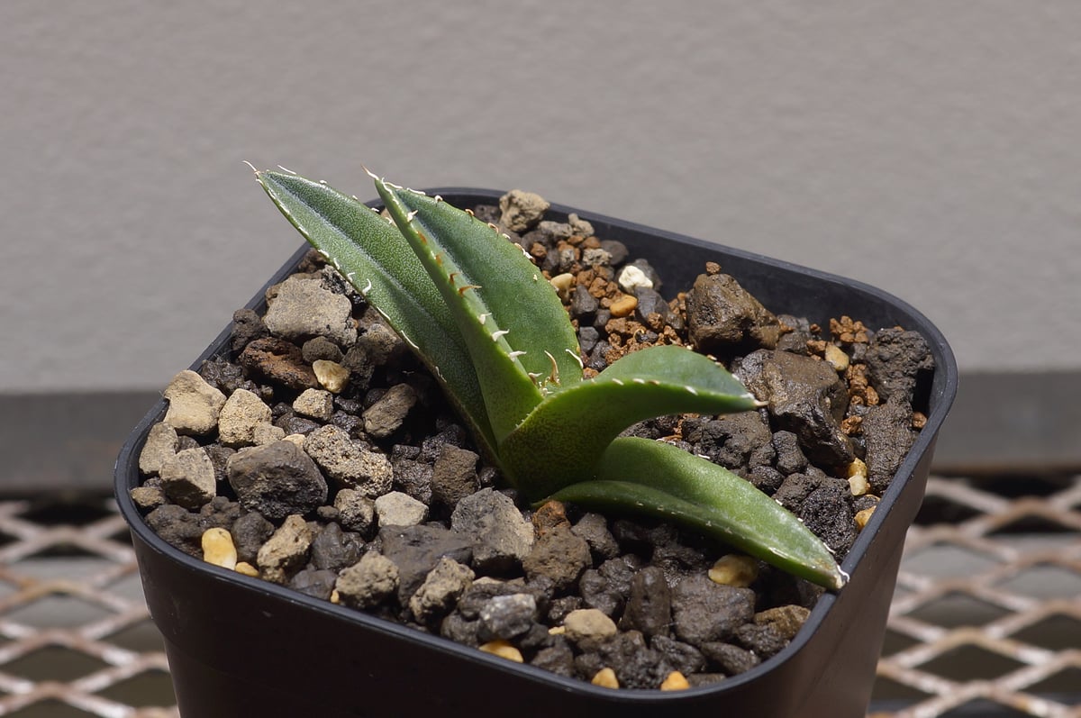 アガベ チタノタ 緑幽霊 / GG-04 | アガベ専門店 モンスターハウス