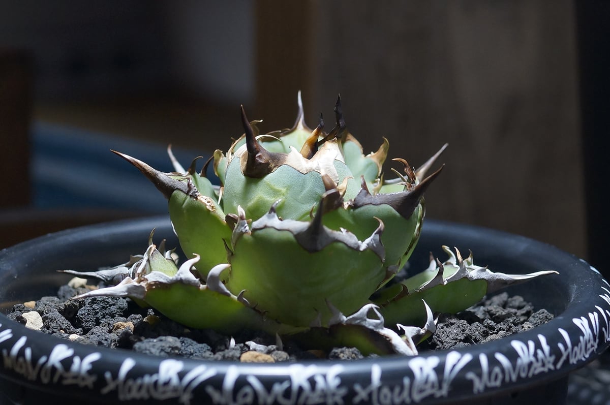アガベ チタノタ　ハデス アガベ チタノタ ハデス Agave titanota Hades No.1 | mana's