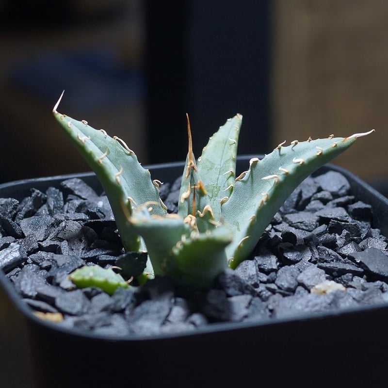 アガベ ハイブリッド 妖炎×姫厳竜/ Y×H-12 | アガベ専門店 モンスター