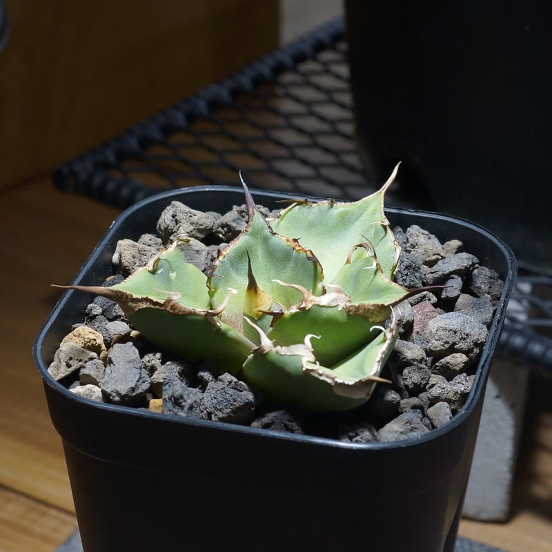 アガベ チタノタ 黒豹/子株 BP-09 | アガベ専門店 モンスターハウス アガベ チタノタ 黒豹/子株 BP-09 | アガベ専門店 モンスターハウス