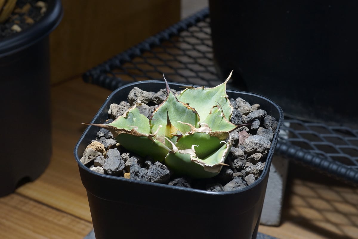 アガベ オテロイ チタノタ 黒豹 鍵尻尾 超陽炎 親株 アガベ オテロイ チタノタ 黒豹 鍵尻尾 超陽炎 親株 アガベ チタノタ