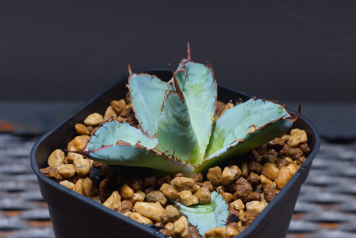 親株　アガベBB アガベ チタノタ ブラックアンドブルー/bb-19 | アガベ専門店