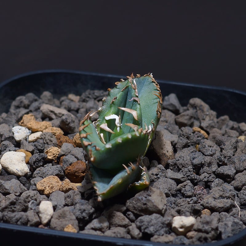 アガベ チタノタ 小雨新白鯨/KNW-03 | アガベ専門店 モンスターハウス