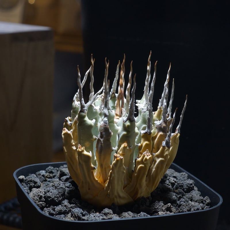 アガベ ユタエンシス エボリスピナ / ES-07 | アガベ専門店 モンスター