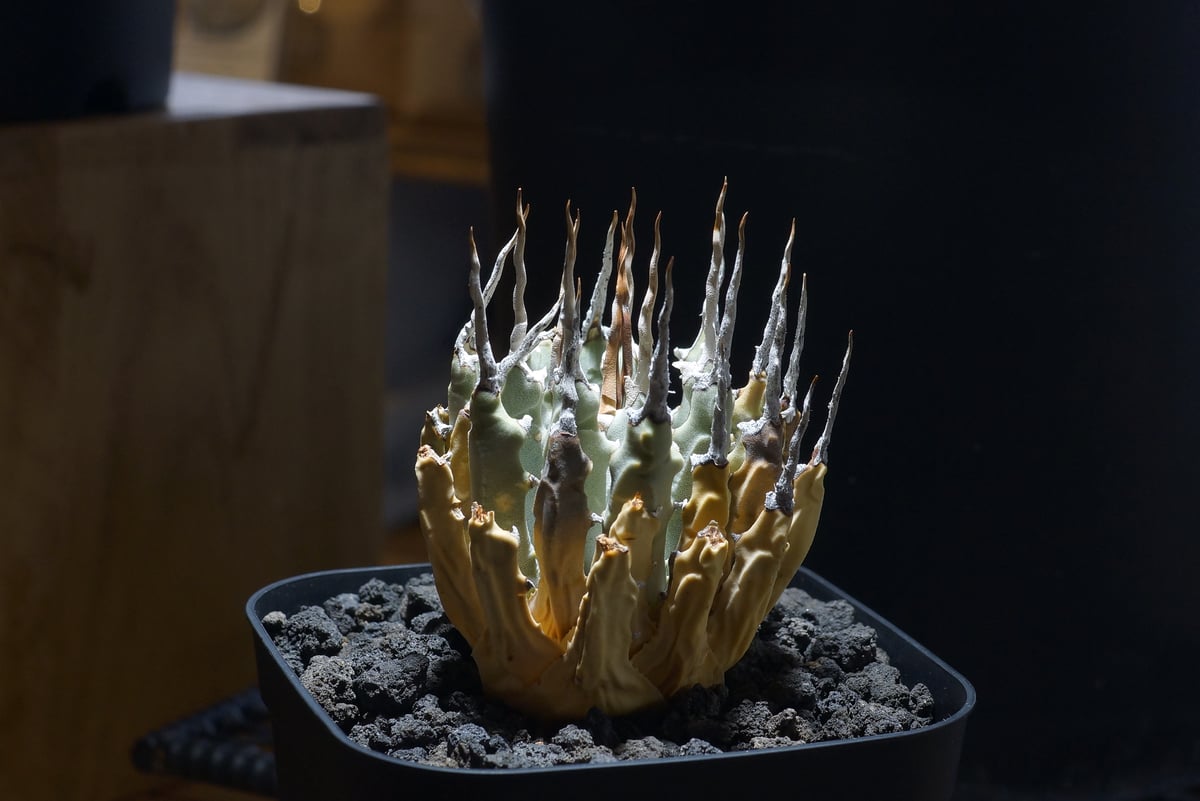 アガベ ユタエンシス エボリスピナ / ES-07 | アガベ専門店