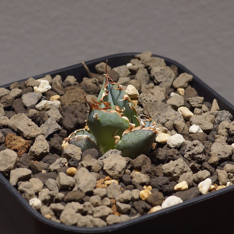 チタノタ白鯨 アガベ・チタノタ白鯨（ボールタイプ）中-092｜agave titanota