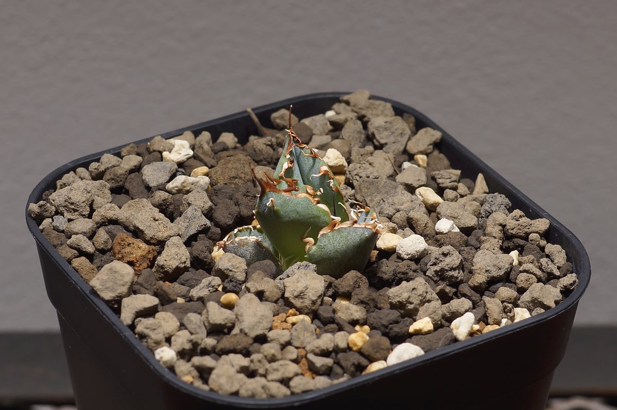 アガベ チタノタ 白鯨/ww-19 | アガベ専門店 モンスターハウス