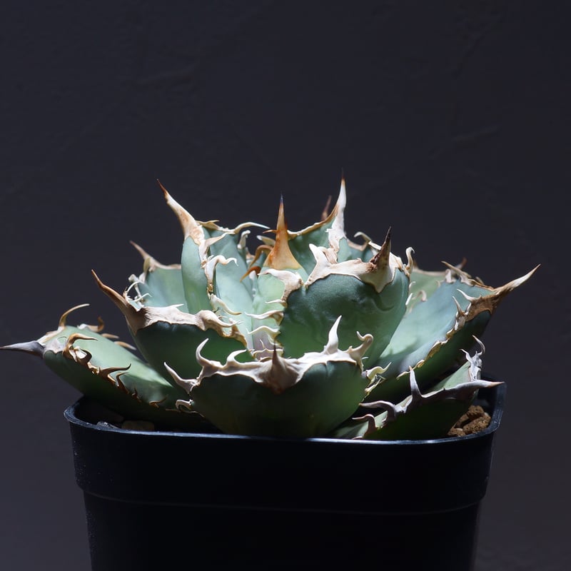 アガベ オテロイ FO-76/胴切り天 F-20 | アガベ専門店