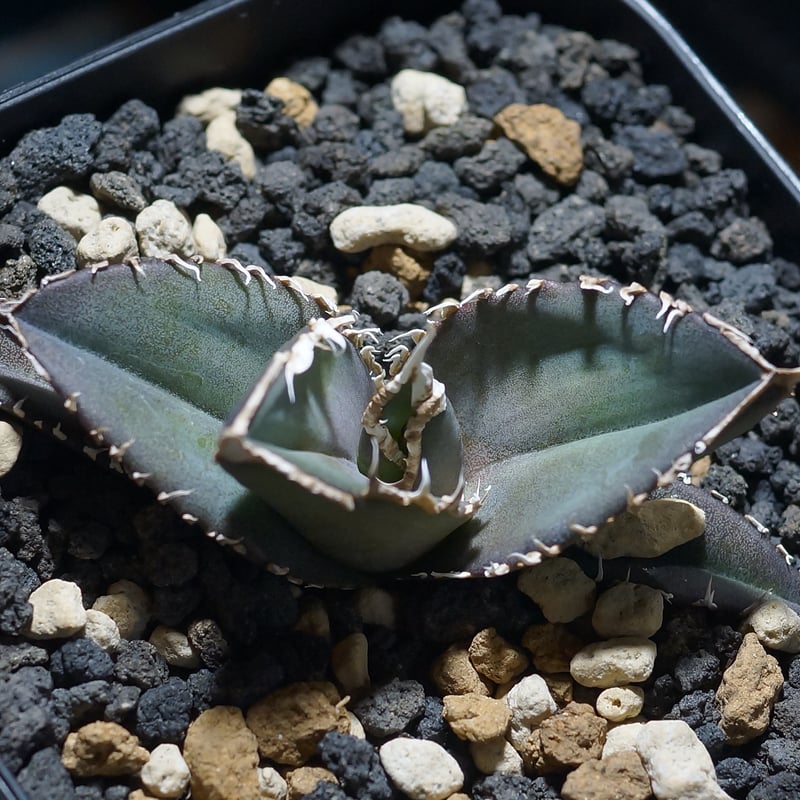 アガベ チタノタ 緑幽霊 / GG-06 | アガベ専門店 モンスターハウス