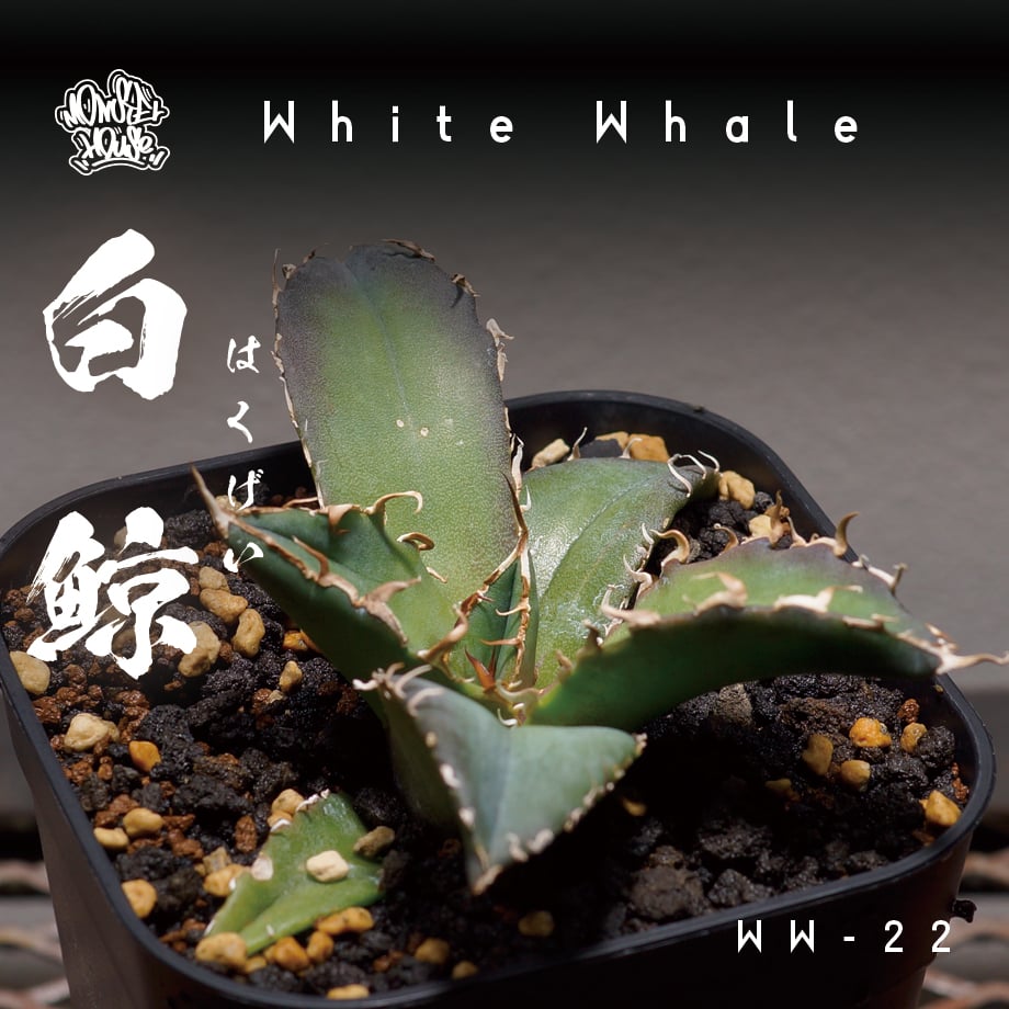 アガベ チタノタ 白鯨 アガベ チタノタ 白鯨/ww-22 | アガベ専門店 モンスターハウス