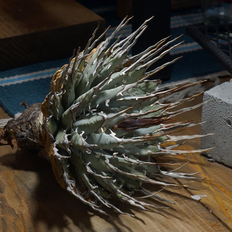 アガベ ユタエンシス エボリスピナ / ES-15 | アガベ専門店 モンスター